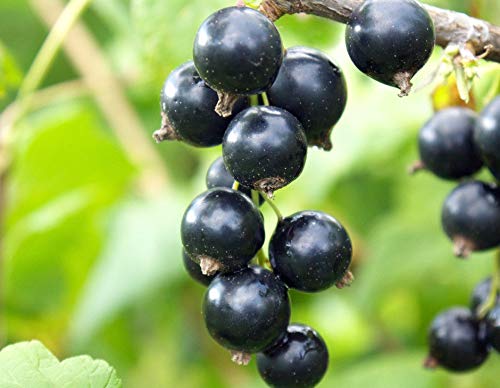 Portal Cool 50 Stück Schwarze Johannisbeere Samen Pflanze Berry Samen Schwarze Johannisbeere Ribes nigrum Semillas