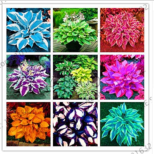 Portal Cool Bunte Hosta Mix Bonsai Seed-Baum-Blumen Pflanzen Dekor Hausgarten von SVI