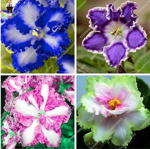 Portal Cool Exotische Usambaraveilchen Samen Mischfarben Blumen-Samen-Saintpaulia 120 Samen New S von SVI