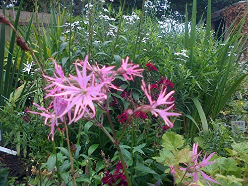 Portal Cool Kuckucks-Lichtnelke 'Terrys Pink' X 50 Samen - Perennial Marginal Bog Pflanze von FASH LADY
