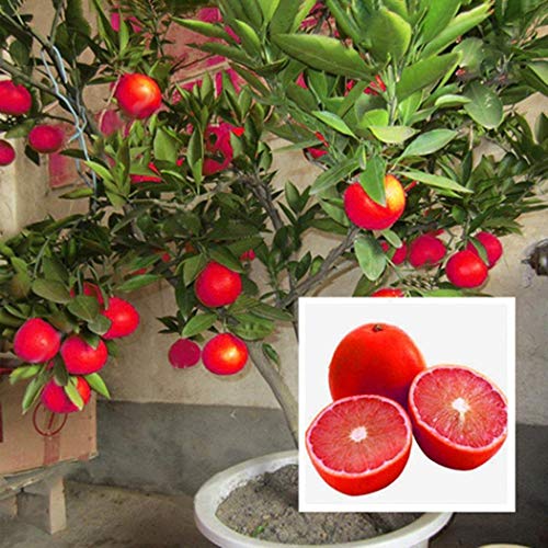 Portal Cool Rote Zitronenbaum Blutorange Organische Frucht Samen Bonsai Rote Limette Samen 20 Stücke E von SVI