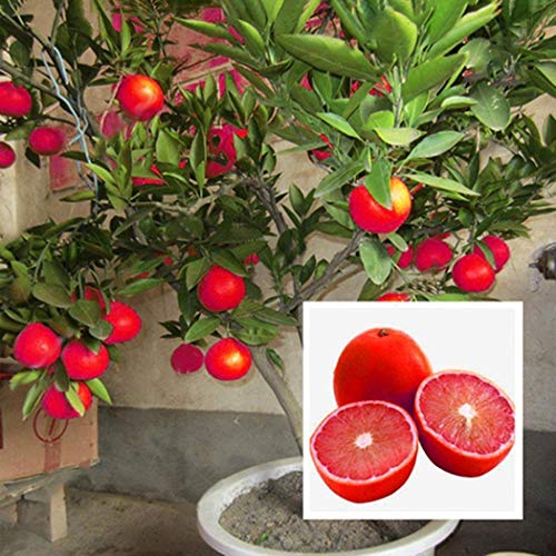 Portal Cool Rote Zitronenbaum Blutorange Organische Frucht Samen Bonsai Rote Limette Samen 20 Stücke E Portal Cool Rote Zitronenbaum Blutorange Organische Frucht Samen Bonsai Rote Limette Samen 20 Stücke E von FASH LADY