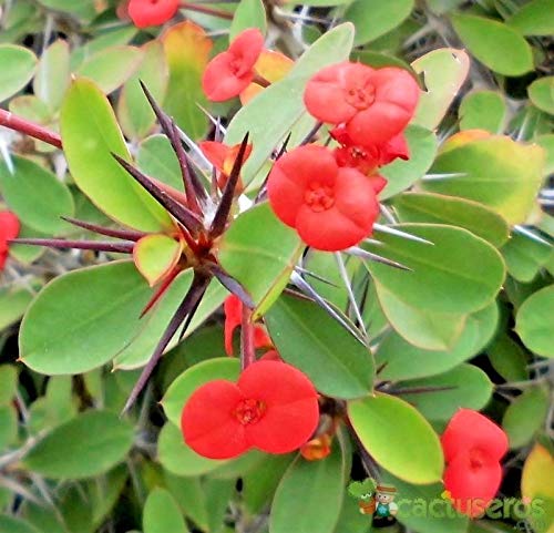 Portal Cool Samen Rosa Chinese Euphorbia Milii Bonsai Seltene Haus-Garten-Blumen-Töpfe Dekor von SVI