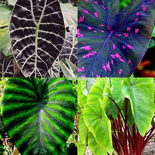 Portal Cool Typ 5: 20 Stücke Erbstück Alocasia Macrorrhiza Green Riesen Taro Samen Elefantenohr Tar T Portal Cool Typ 5: 20 Stücke Erbstück Alocasia Macrorrhiza Green Riesen Taro Samen Elefantenohr Tar T von FASH LADY