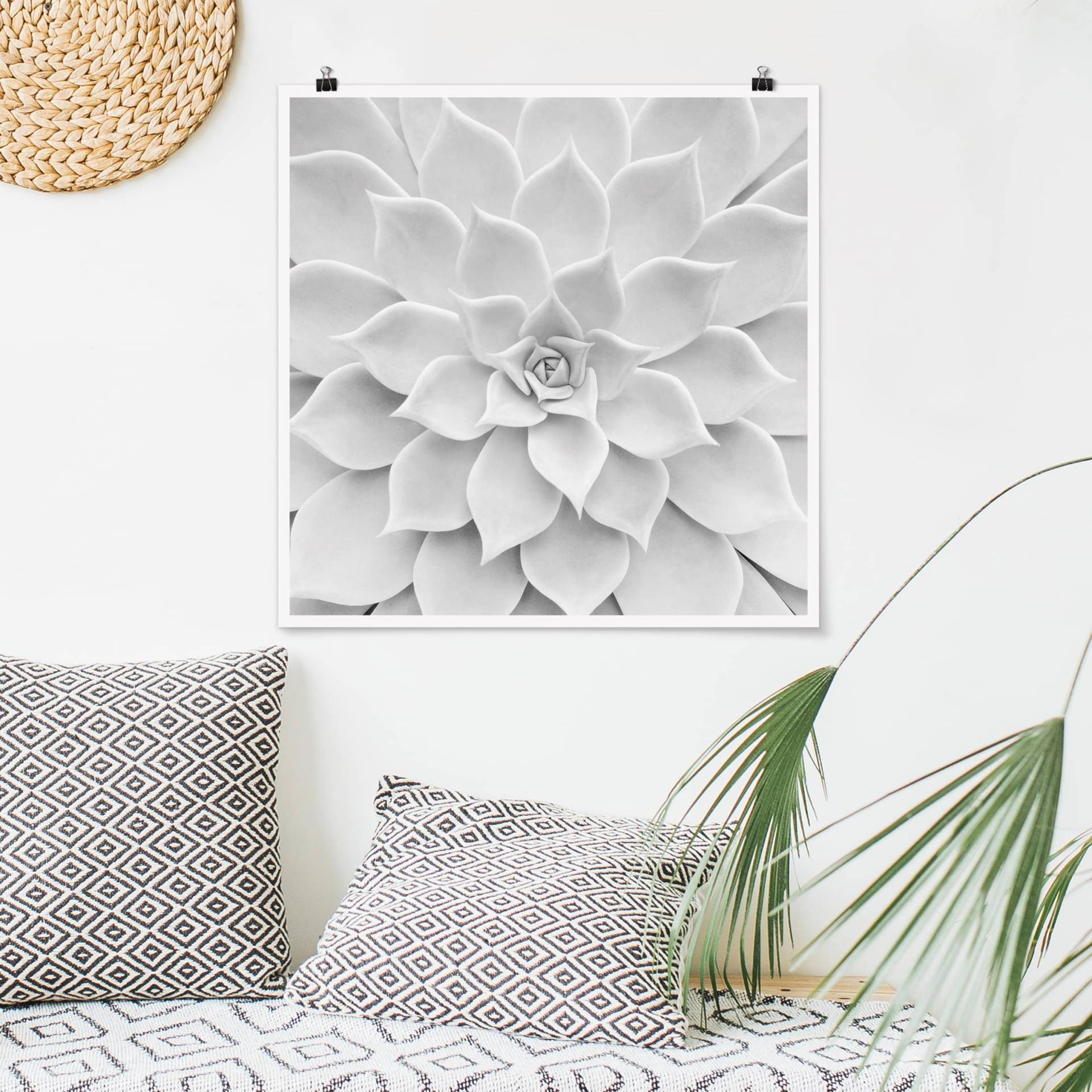Poster - Quadrat Kaktus Sukkulente
