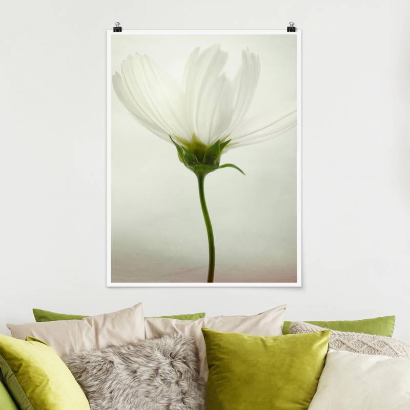 Poster Blumen Weiße Cosmea