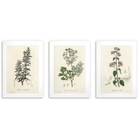 Poster für die Küchenwand Kräuter Zweige Dekoration Herbarium 3x 30x40 Poster für die Küchenwand Kräuter Zweige Dekoration Herbarium 3x 30x40