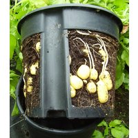 PotatoPot®