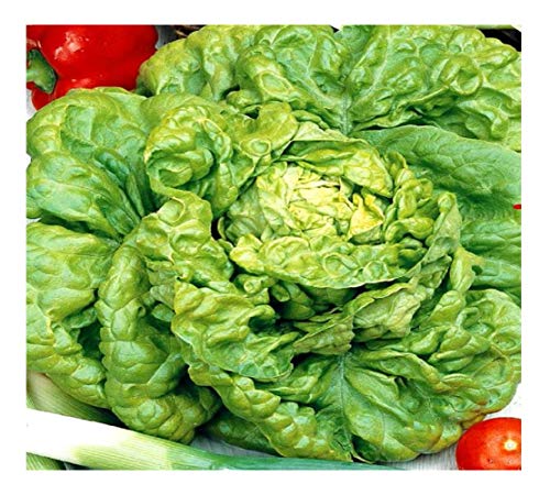 Premier Seeds Direct LET25 Alljahr feinste BlattsalatSamen (Packung mit 4000) von Premier Seeds Direct