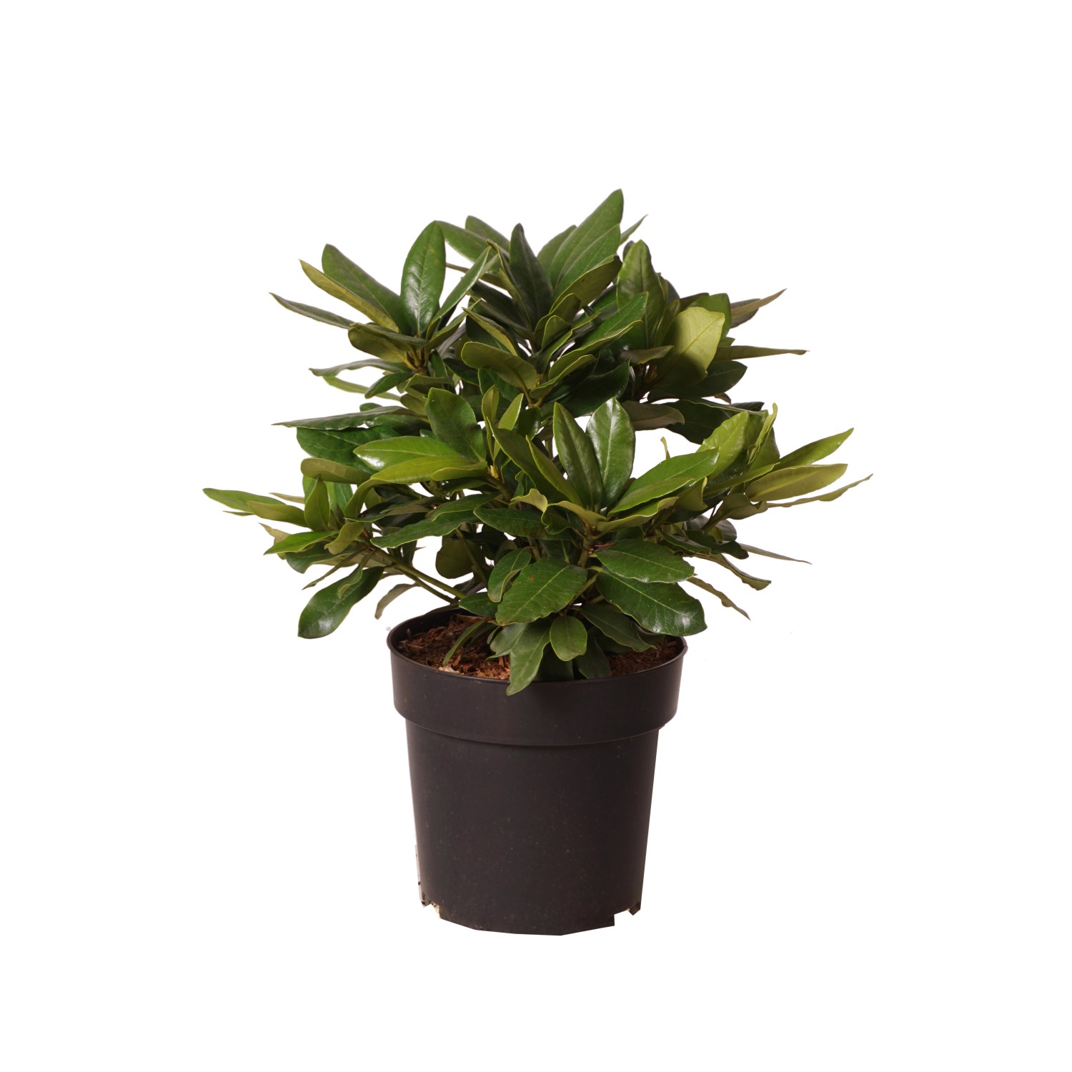Rhododendron Cherry Kiss Rot Höhe ca. 30 Topf ca. 6 l Rhododendron