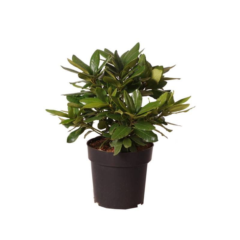 Rhododendron Cherry Kiss Rot Höhe ca. 30 Topf ca. 6 l Rhododendron