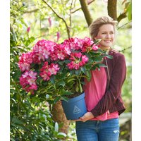 Rhododendron XXL®