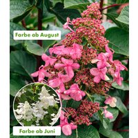 Rispen-Hortensie 'Living Infinity®'