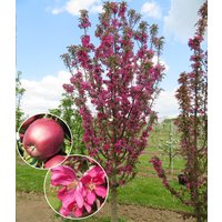 Säulen-Apfel 'Tigawa®'