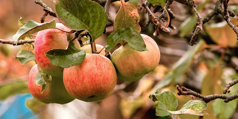 Sallys Backapfel Asuka 100-120 cm