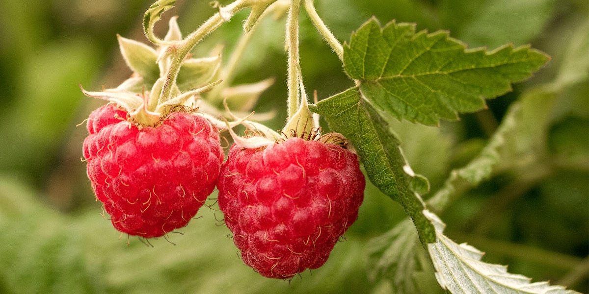 Sallys Herbsthimbeere Natsu von Restberry