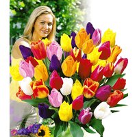 Schnitt-Tulpen-Mischung