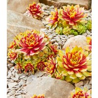 Sempervivum 'Gold Nugget®', im XL-Topf