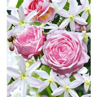 Set Clematis 'Armandii' & Rose 'Nahéma®'