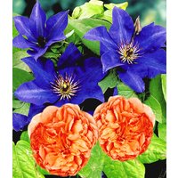Set Clematis 'The President' &  Rose 'Papi Delbard®'