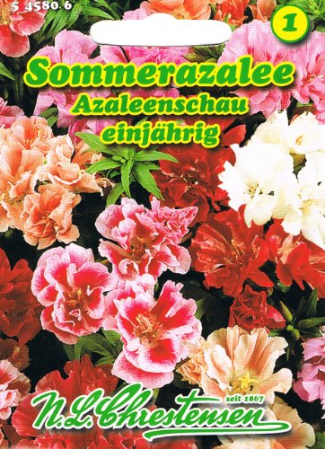 Sommerazalee Azaleenschau Godetia grandiflora Azalee