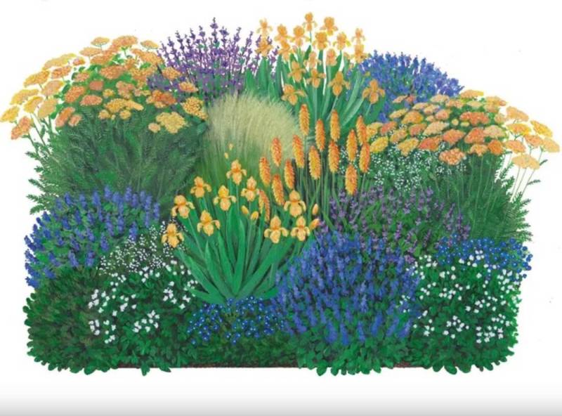 Staudenpaket Buntes Insektenbuffet""