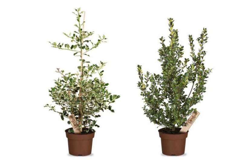 Stechpalme Beerenleuchten (2er-Set)