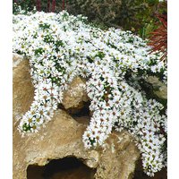 Steinaster 'Snowflurry'