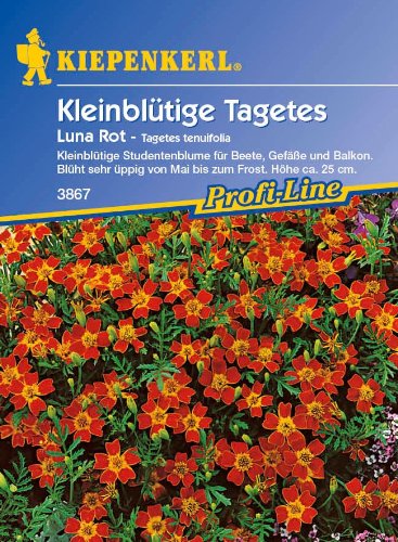 Tagetes tenuifolia, 'Luna Rot' von Kiepenkerl