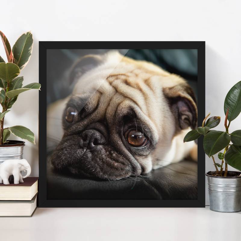 Tierbild mit Rahmen Nachdenklicher Mops