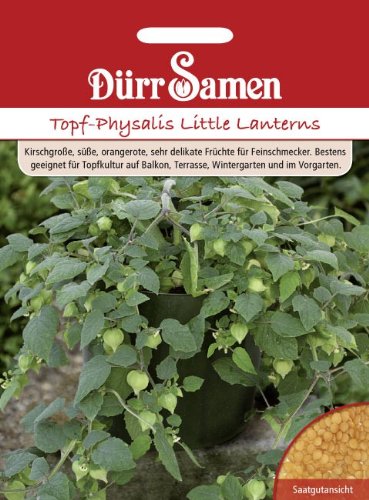 Topf-Physalis Little Lanterns von Dürr-Samen