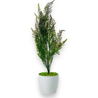 Topfblume - Zypresse, Topf-Thuja grün-braun 75 cm Topfblume - Zypresse, Topf-Thuja grün-braun 75 cm