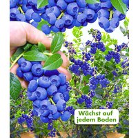 Trauben-Heidelbeere 'Reka® Blue'