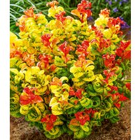 Traubenheide 'Curly Gold®'