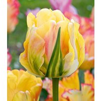 Tulpe 'Akebono'