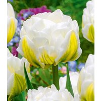 Tulpe 'Cool Double'