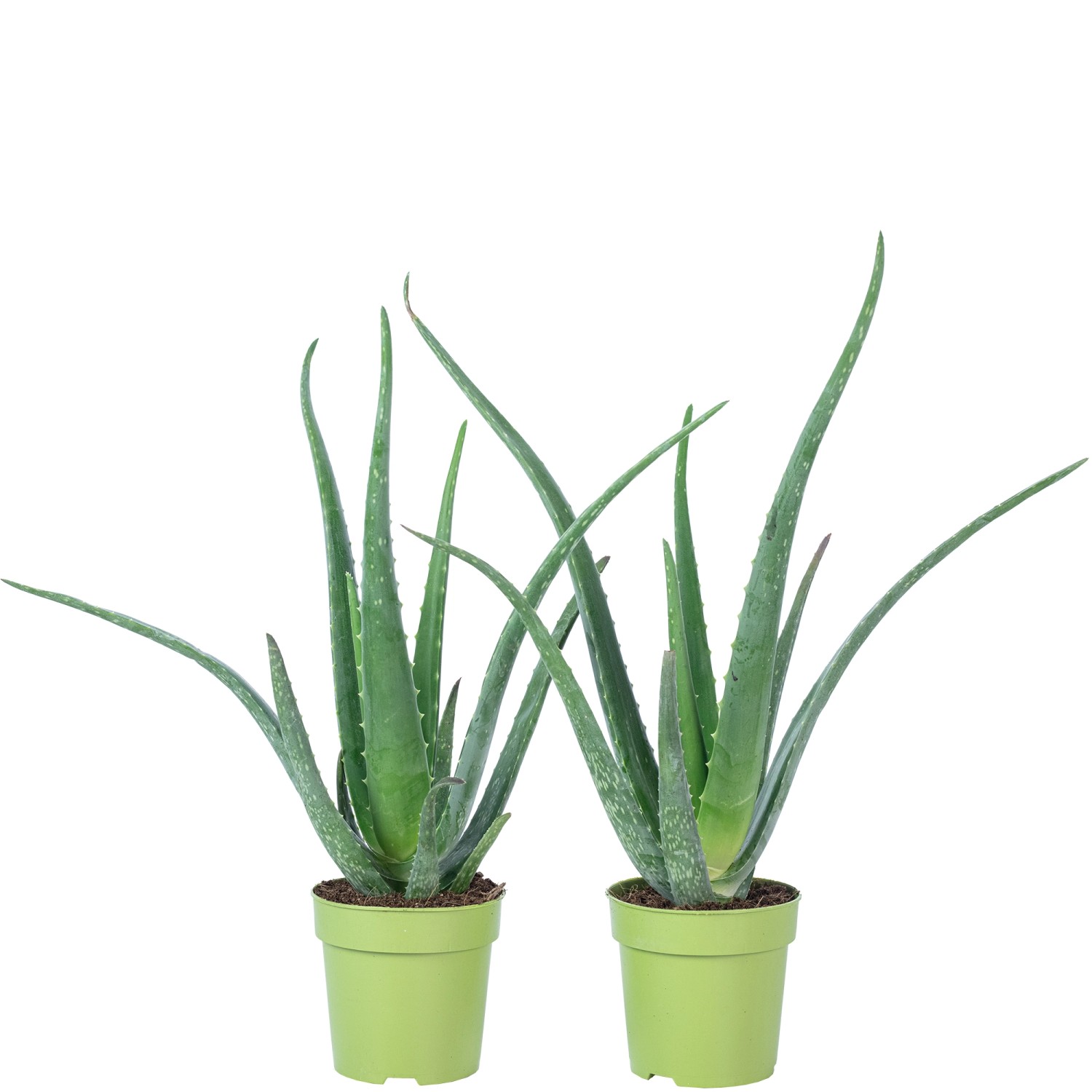 Value Greens 2er-Set Aloe Vera Luftreinigende & Dekorative Sukkulente Topf-Ø 12 cm ca. 35 cm Hoch Value Greens 2er-Set Aloe Vera Luftreinigende & Dekorative Sukkulente Topf-Ø 12 cm ca. 35 cm Hoch