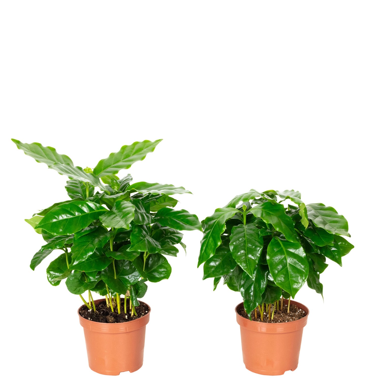 Value Greens 2er-Set Coffea Arabica Exotische Kaffeepflanze für dein Zuhause ca. 15 cm Hoch Topf-Ø 9 cm Value Greens 2er-Set Coffea Arabica Exotische Kaffeepflanze für dein Zuhause ca. 15 cm Hoch Topf-Ø 9 cm
