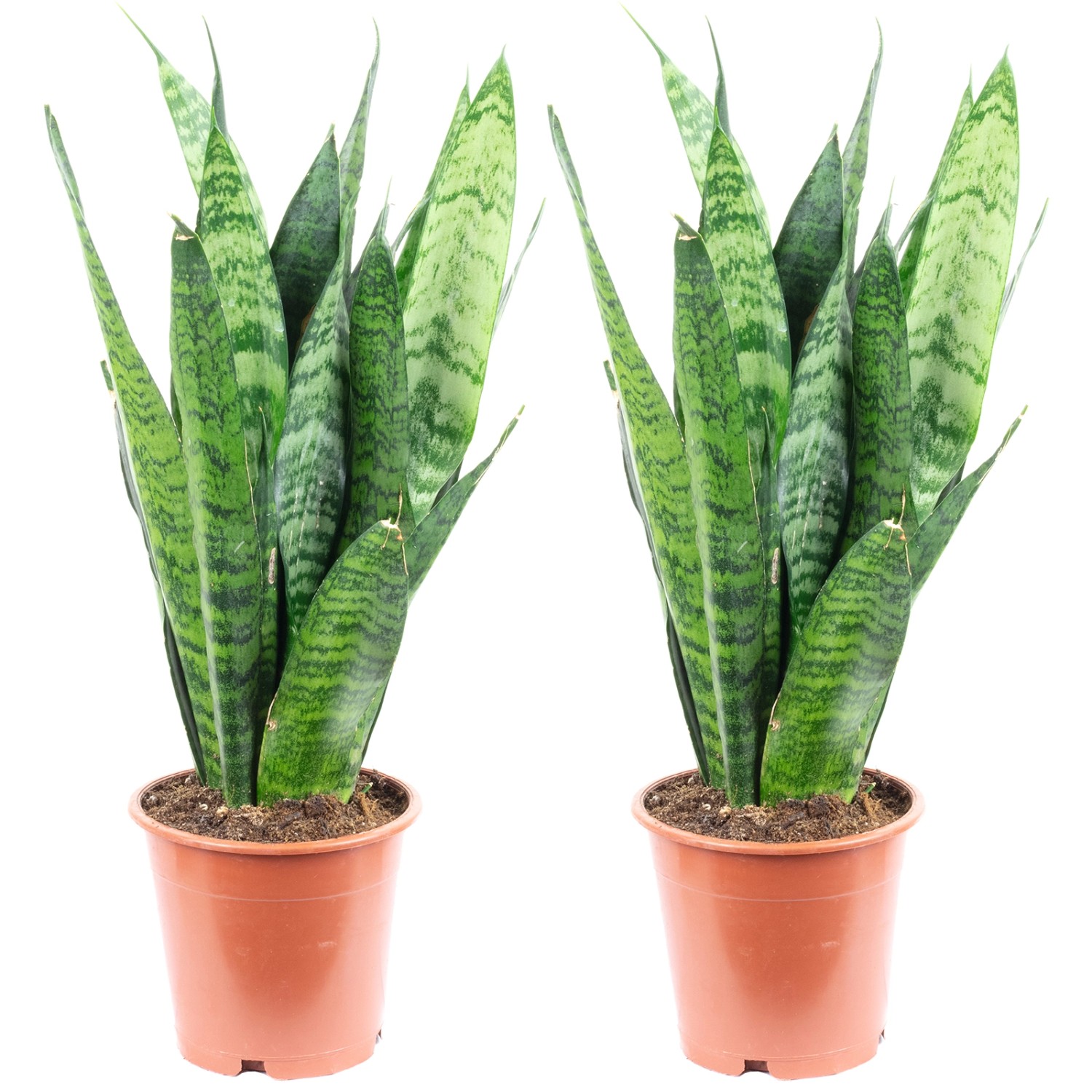 Value Greens 2er-Set Sansevieria 'Black Coral' Pflegeleichter Bogenhanf ca. 30 cm Hoch Topf-Ø 12 cm Value Greens 2er-Set Sansevieria 'Black Coral' Pflegeleichter Bogenhanf ca. 30 cm Hoch Topf-Ø 12 cm