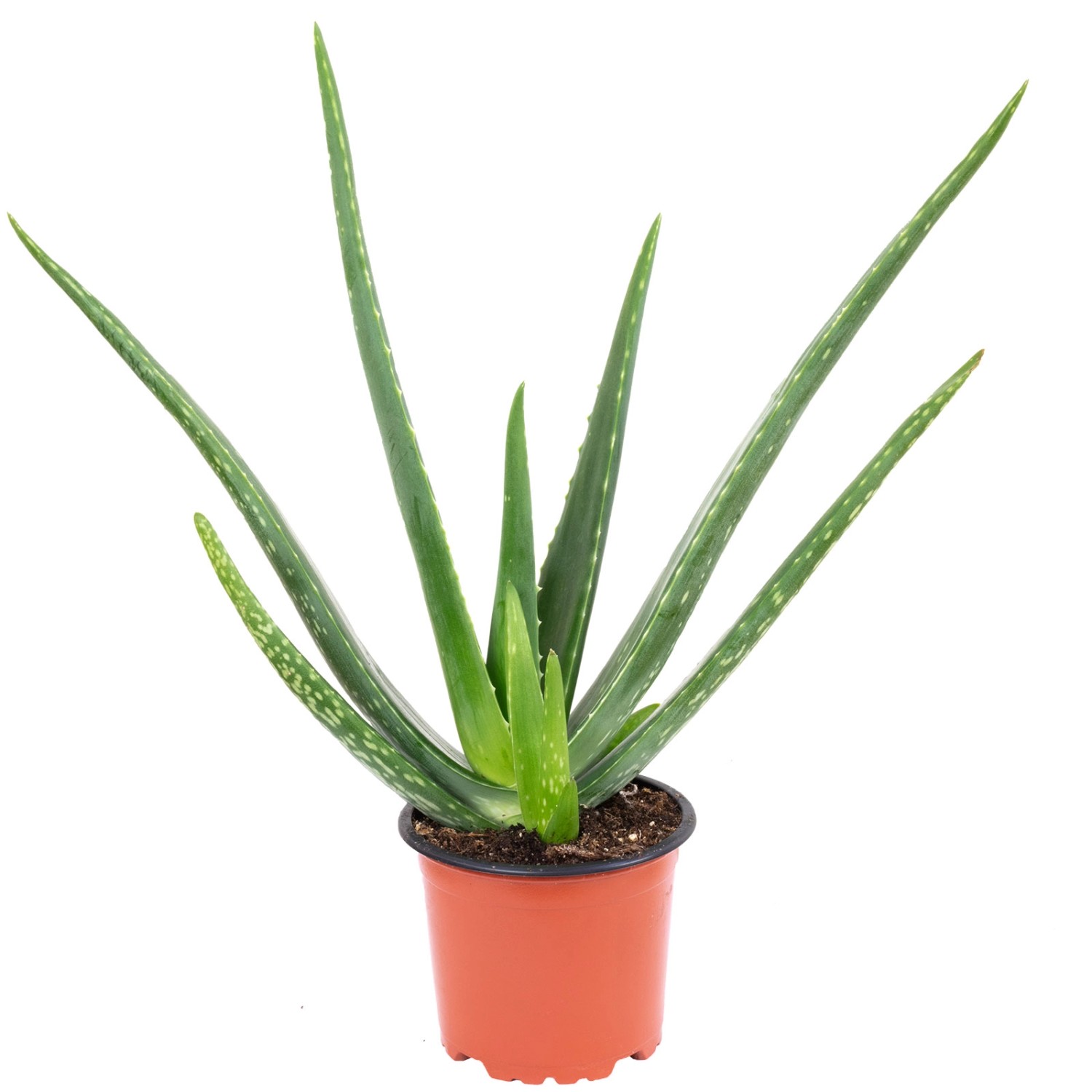 Value Greens Aloe Vera Luftreinigende & Dekorative Sukkulente Topf-Ø 12 cm ca. 35 cm Hoch Value Greens Aloe Vera Luftreinigende & Dekorative Sukkulente Topf-Ø 12 cm ca. 35 cm Hoch