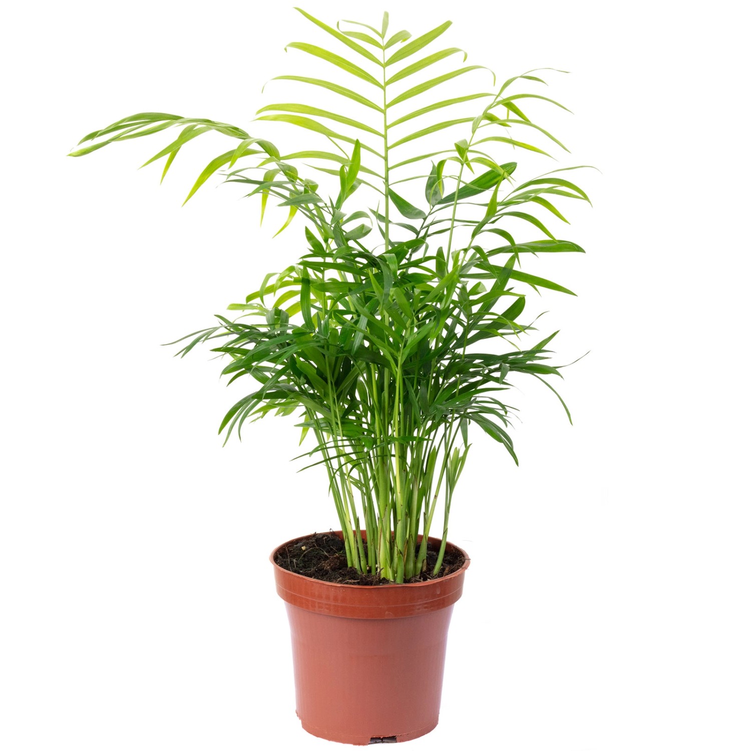 Value Greens Bergpalme Chamaedorea Tropische Zimmerpflanze Pflegeleicht 30 cm Hoch Topf-Ø 12 cm Value Greens Bergpalme Chamaedorea Tropische Zimmerpflanze Pflegeleicht 30 cm Hoch Topf-Ø 12 cm