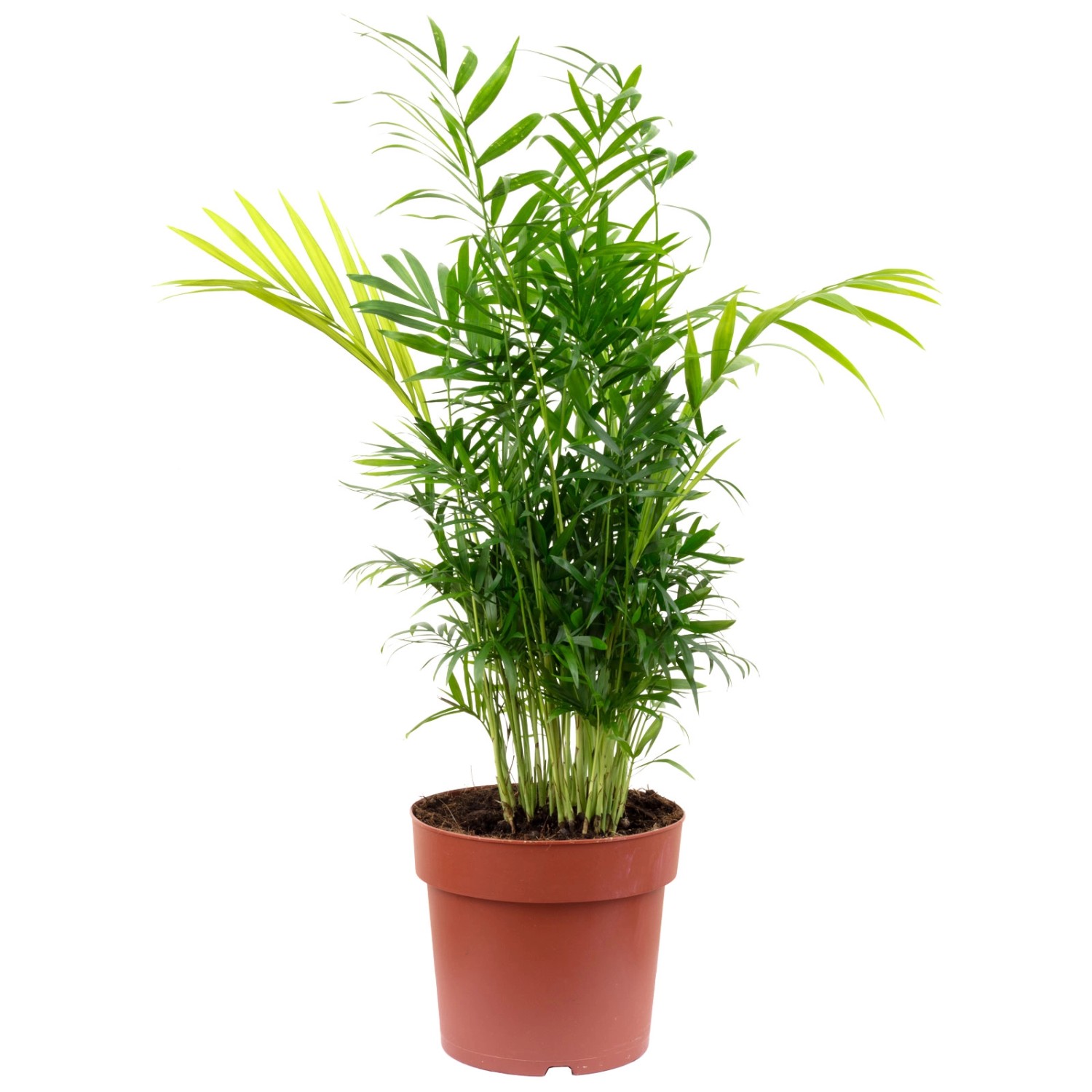 Value Greens Bergpalme Chamaedorea Tropische Zimmerpflanze Pflegeleicht 65 cm Hoch Topf-Ø 17 cm Value Greens Bergpalme Chamaedorea Tropische Zimmerpflanze Pflegeleicht 65 cm Hoch Topf-Ø 17 cm