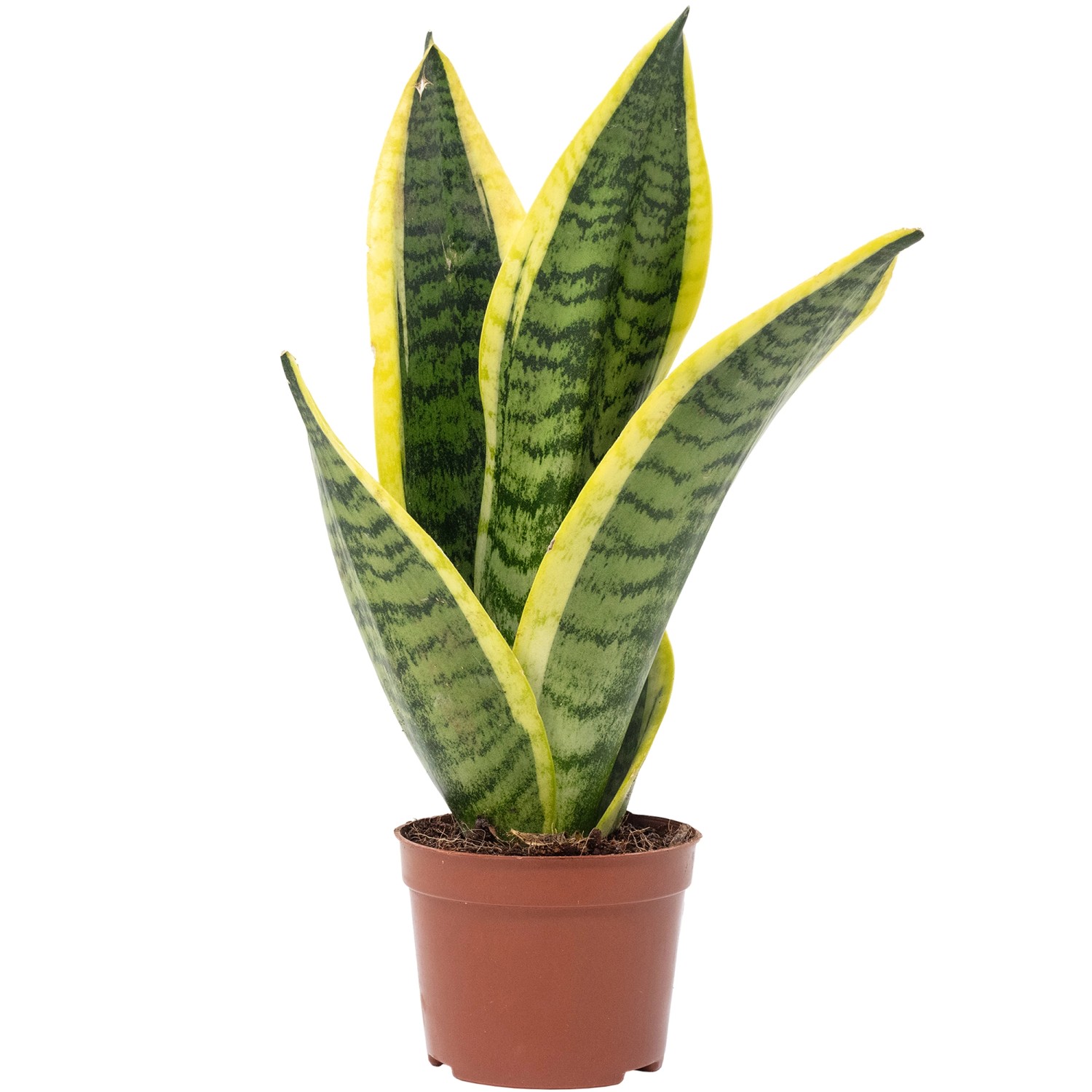 Value Greens Bogenhanf als Raumluftverbesserer Sansevieria Trifasciata Superba 25 cm Hoch Topf-Ø 9 cm Value Greens Bogenhanf als Raumluftverbesserer Sansevieria Trifasciata Superba 25 cm Hoch Topf-Ø 9 cm