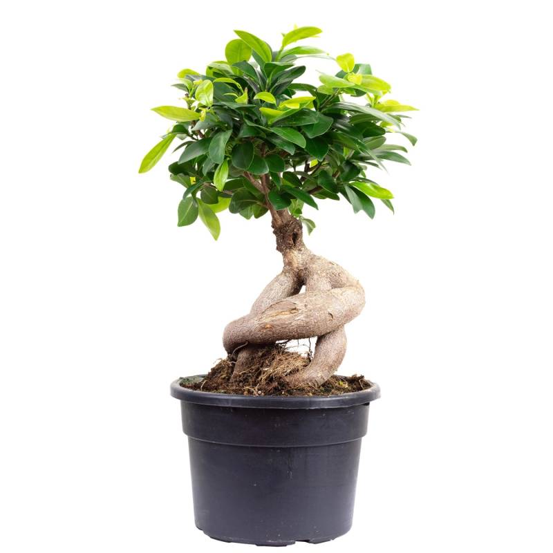 Value Greens Chinesische Feige  Bonsai-Style mit Ficus Ginseng  ca. 35 cm Hoch  Topf-Ø 17 cm