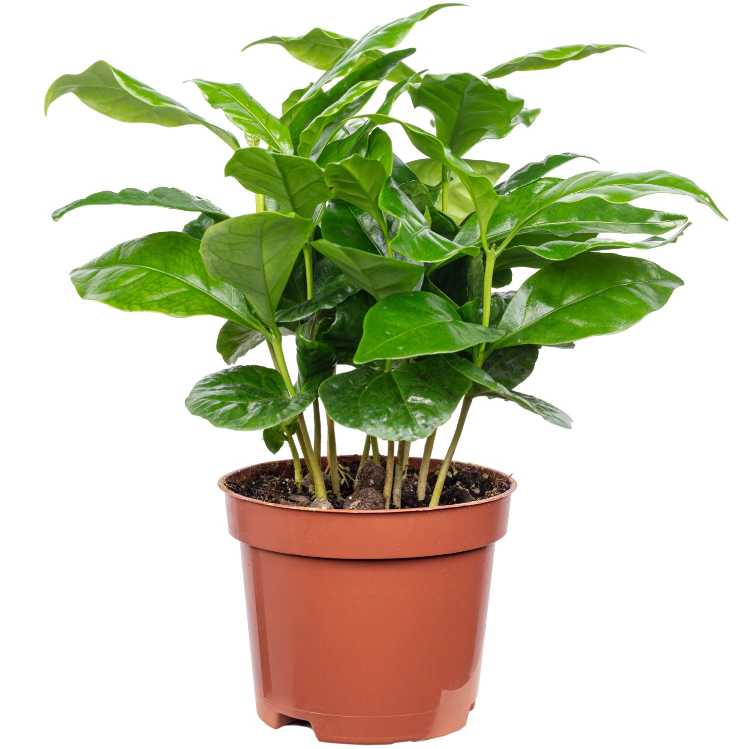 Value Greens Coffea Arabica Exotische Kaffeepflanze für dein Zuhause ca. 15 cm Hoch Topf-Ø 9 cm Value Greens Coffea Arabica Exotische Kaffeepflanze für dein Zuhause ca. 15 cm Hoch Topf-Ø 9 cm