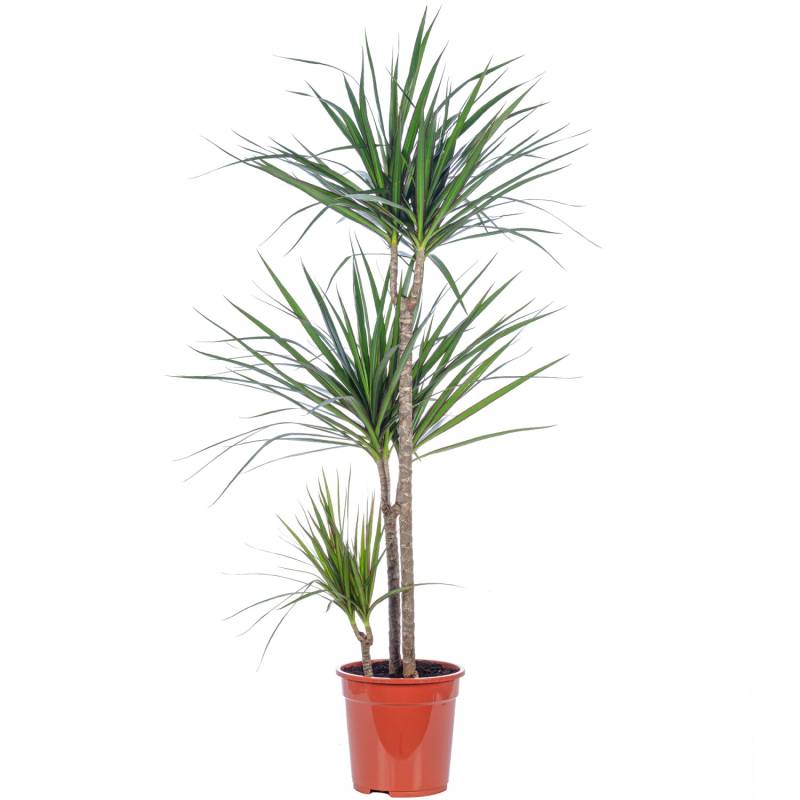 Value Greens Drachenbaum 3-Stamm  Dracaena Marginata  ca. 115 cm Hoch  Topf-Ø 21 cm