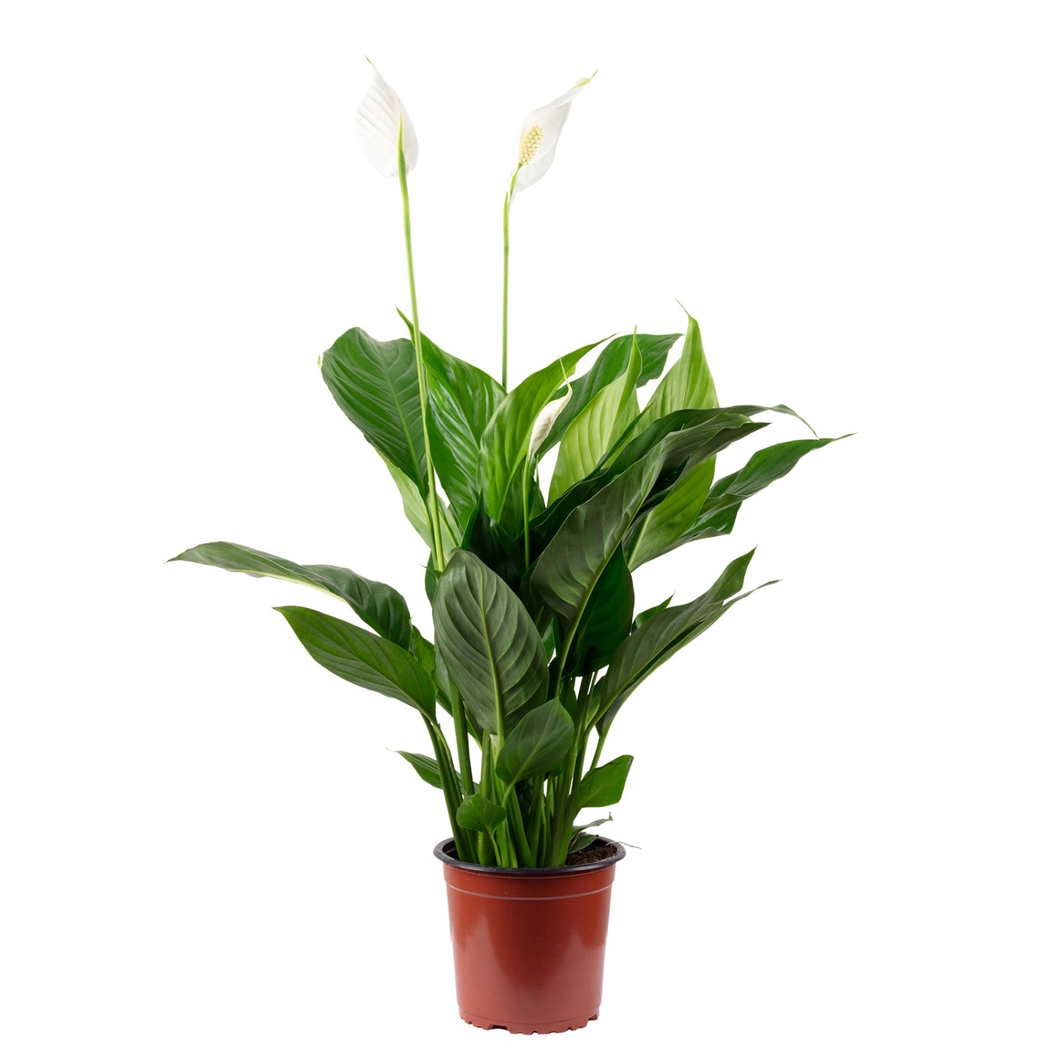 Value Greens Einblatt mit 3-5 Blüten/Knospen  Luftreinigendes Spathiphyllum  ca. 45 cm Hoch  Topf-Ø 13 cm