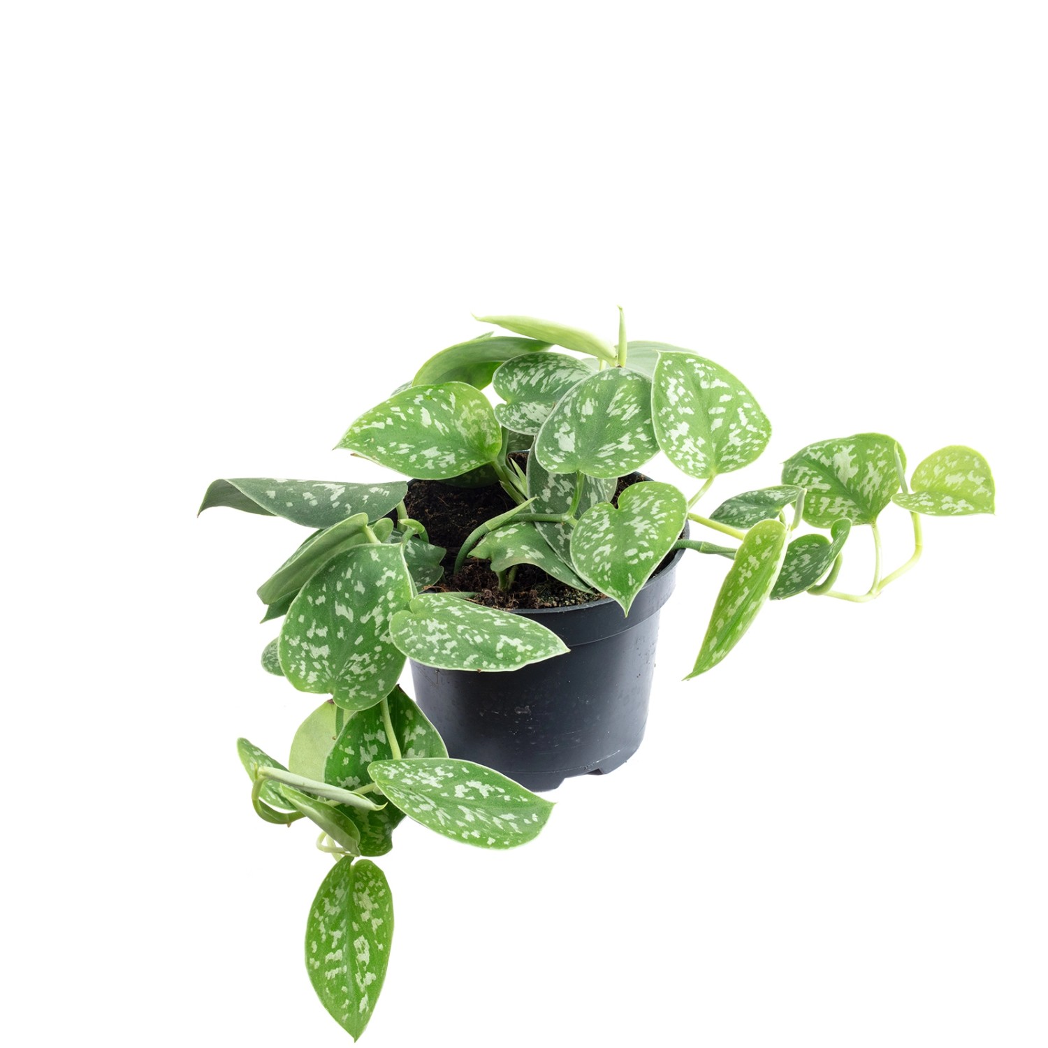 Value Greens Gefleckte Efeutute Hängepflanze mit Wow-Faktor Scindapsus Pictus 'Argyraeus' ca. 10 cm Lang Topf-Ø 12 cm Value Greens Gefleckte Efeutute Hängepflanze mit Wow-Faktor Scindapsus Pictus 'Argyraeus' ca. 10 cm Lang Topf-Ø 12 cm