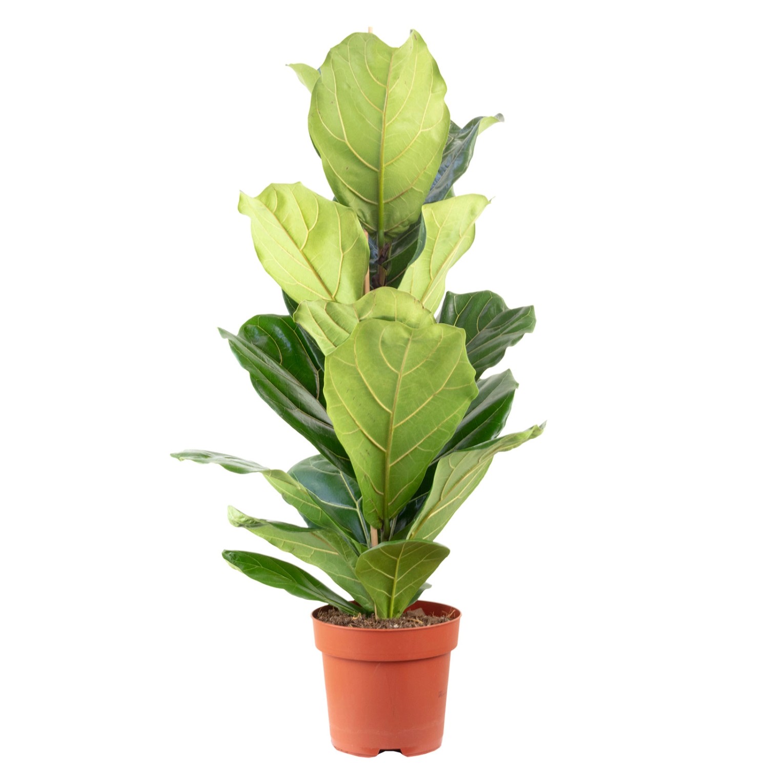 Value Greens Geigenfeige Moderner Dschungel-Look für Innenräume ca. 95 cm Hoch Topf-Ø 21 cm Value Greens Geigenfeige Moderner Dschungel-Look für Innenräume ca. 95 cm Hoch Topf-Ø 21 cm