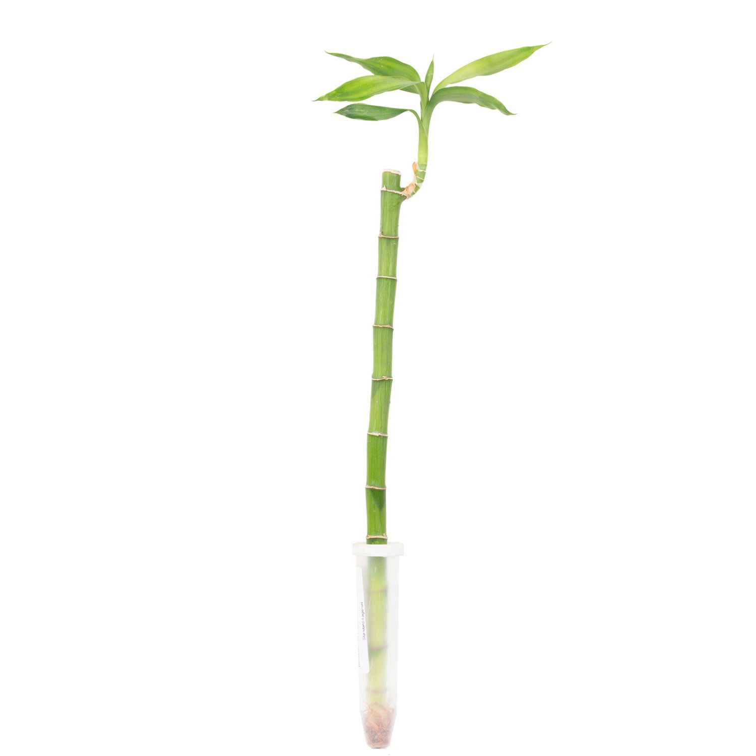 Value Greens Glücksbambus 'Lucky Bamboo' im Röhrchen Dracaena Sanderiana mit Geradem Stängel Länge ca. 50 cm Value Greens Glücksbambus 'Lucky Bamboo' im Röhrchen Dracaena Sanderiana mit Geradem Stängel Länge ca. 50 cm